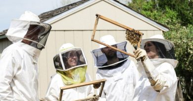 Beekeeping Courses