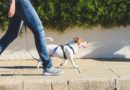 Dog Walking Courses